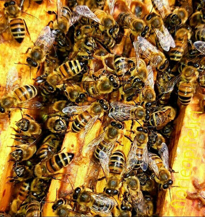 Venderé colonias de abejas, paquetes de abejas