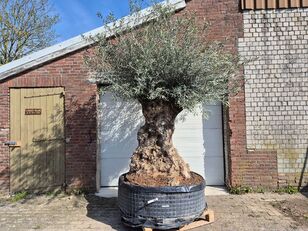 Olijfboom Bonsai XL - Olea Europaea - 250 jaar oud - hoogte ca.  arbolito de frutal