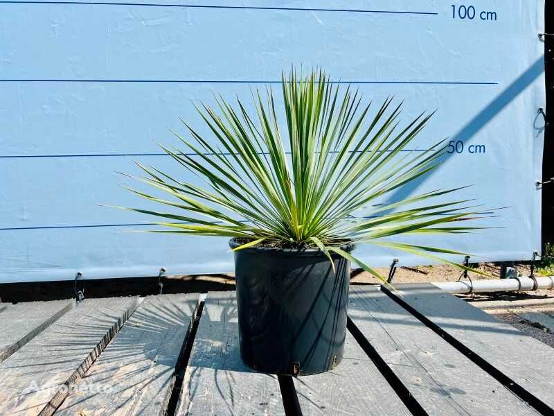yucca rostrata 70cm arbusto decorativo