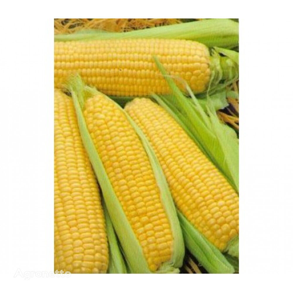 Semillas de maíz NUR, FAO 170